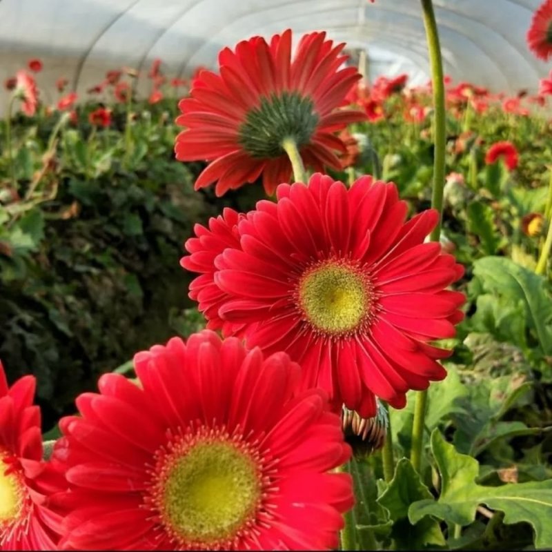 山东鲜花基地直供扶郎鲜花批发非洲菊一扎20支婚车插花蓝