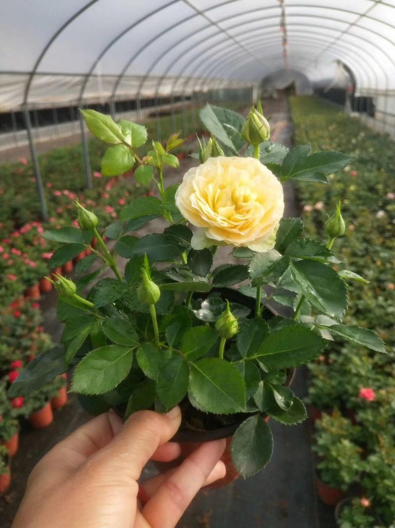 玫瑰月季盆栽苗，带花发货，颜色多价钱便宜基地直发