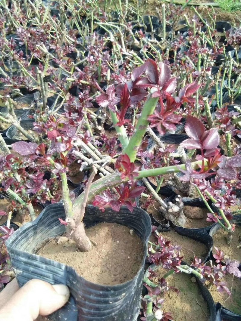 玫瑰月季盆栽苗，带花发货，颜色多价钱便宜基地直发