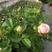 玫瑰月季盆栽苗，带花发货，颜色多价钱便宜基地直发