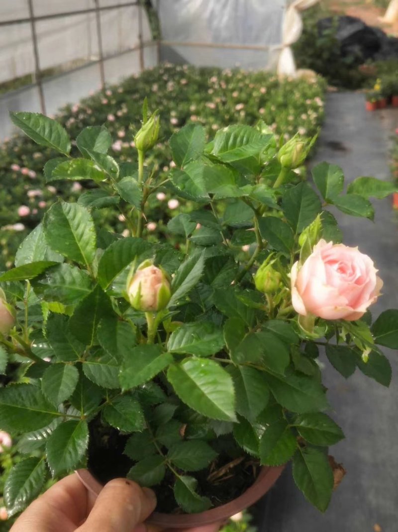 玫瑰月季盆栽苗，带花发货，颜色多价钱便宜基地直发
