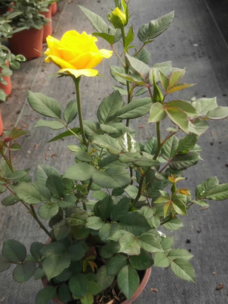 玫瑰月季盆栽苗，带花发货，颜色多价钱便宜基地直发