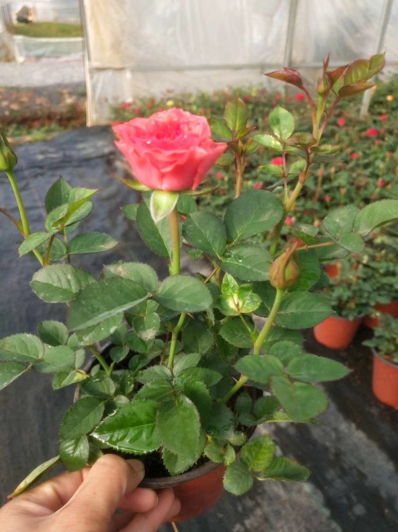 玫瑰月季盆栽苗，带花发货，颜色多价钱便宜基地直发
