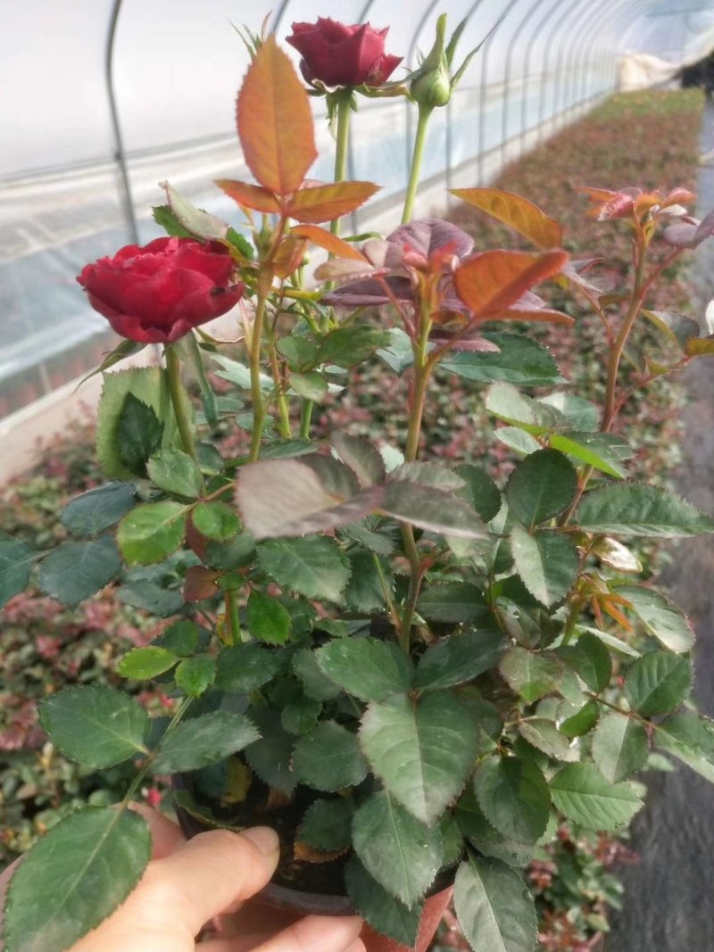 玫瑰月季盆栽苗，带花发货，颜色多价钱便宜基地直发