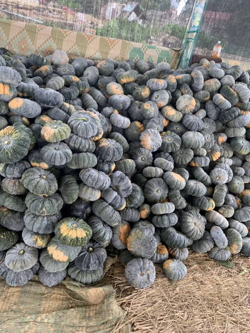 红南瓜，青南瓜，板栗南瓜