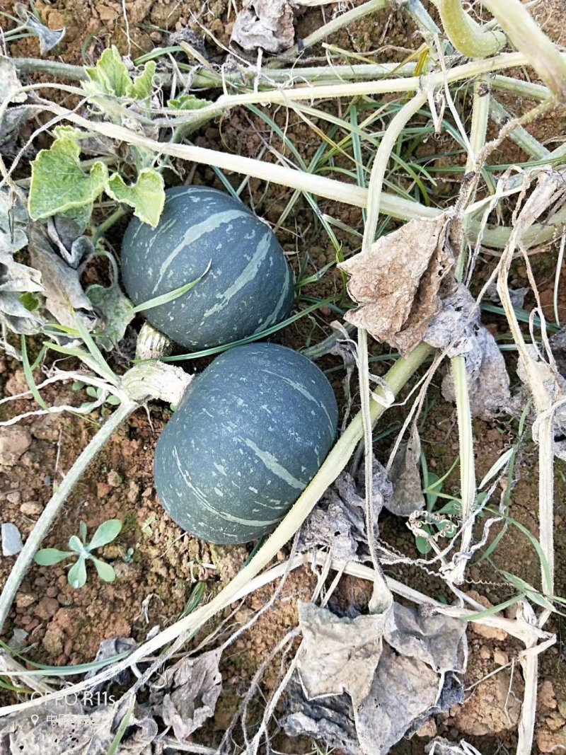 红南瓜，青南瓜，板栗南瓜