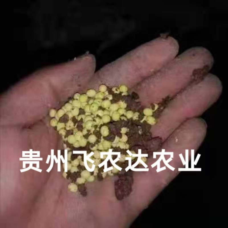 贵阳飞农10号蜗牛养殖基地