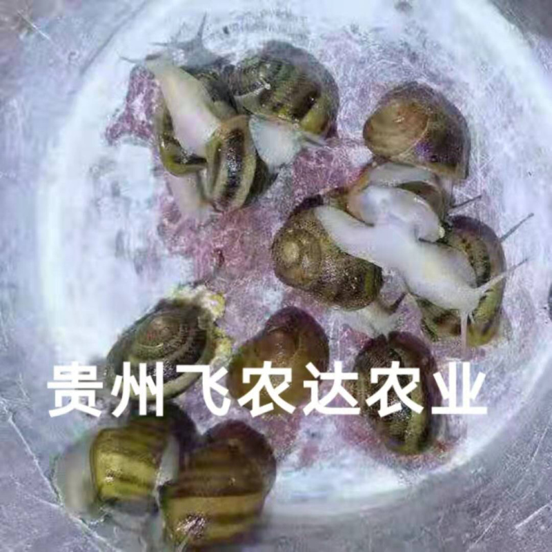 贵阳飞农10号蜗牛养殖基地