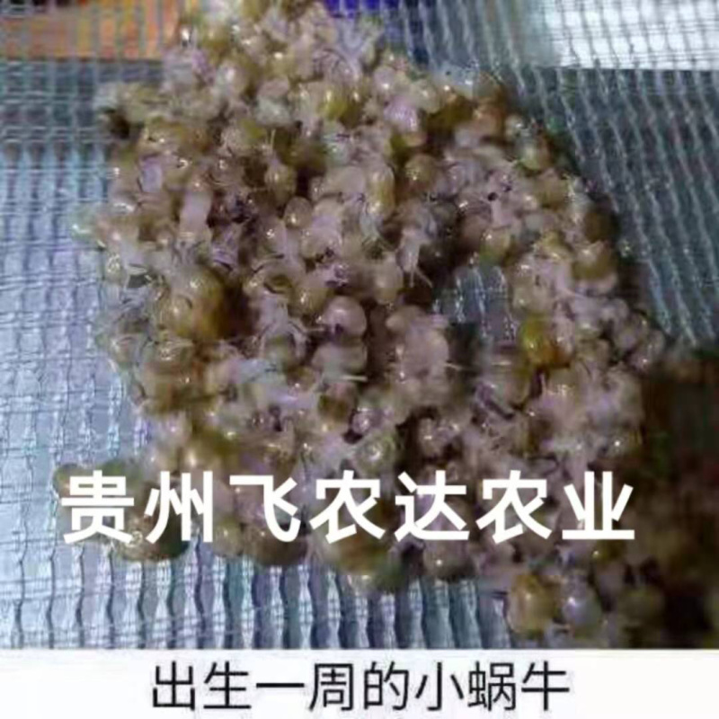 贵阳飞农10号蜗牛养殖基地