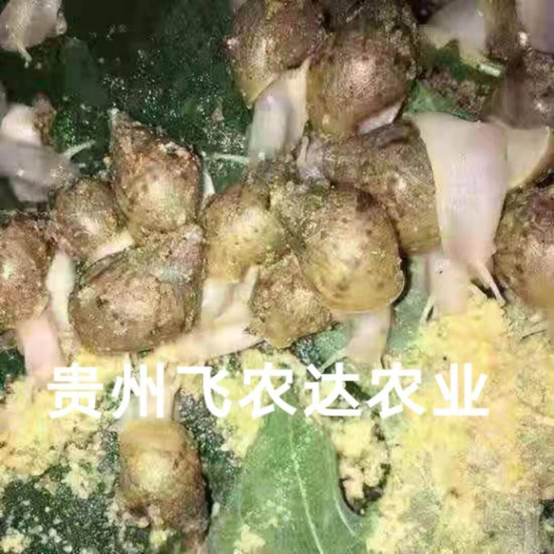 贵阳飞农10号蜗牛养殖基地