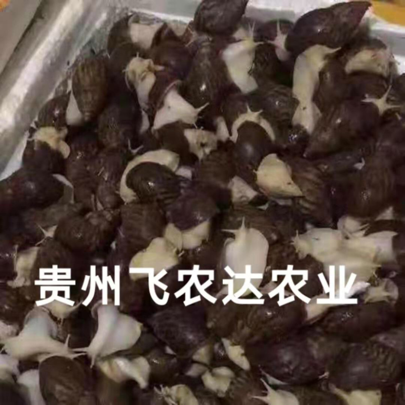 贵阳飞农10号蜗牛养殖基地