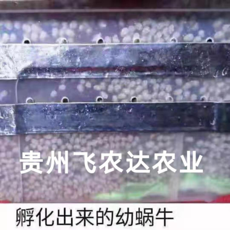 贵阳飞农10号蜗牛养殖基地