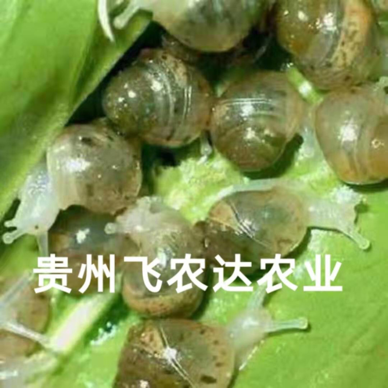 贵阳飞农10号蜗牛养殖基地