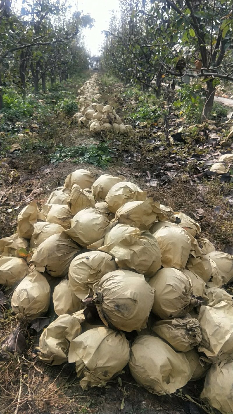 晚秋黄梨纸加膜450~500g果个大含糖量高包上车