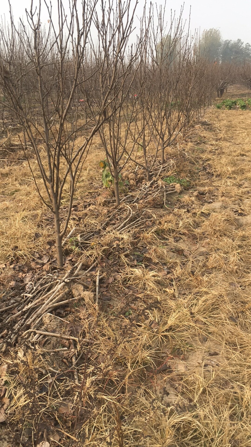 出售1.5到3公分以上梨苗规格齐全，品种多样，价格实惠