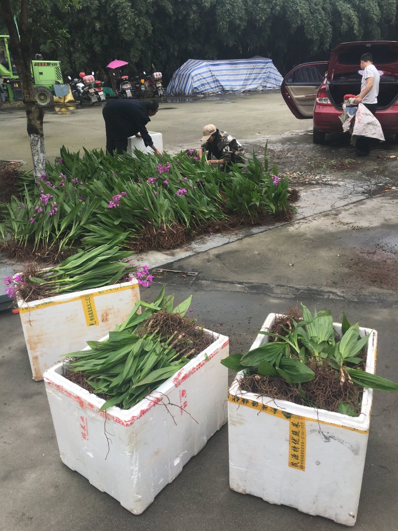 白芨块茎白芨种茎紫花三叉白芨小苗白芨大苗白芨种块