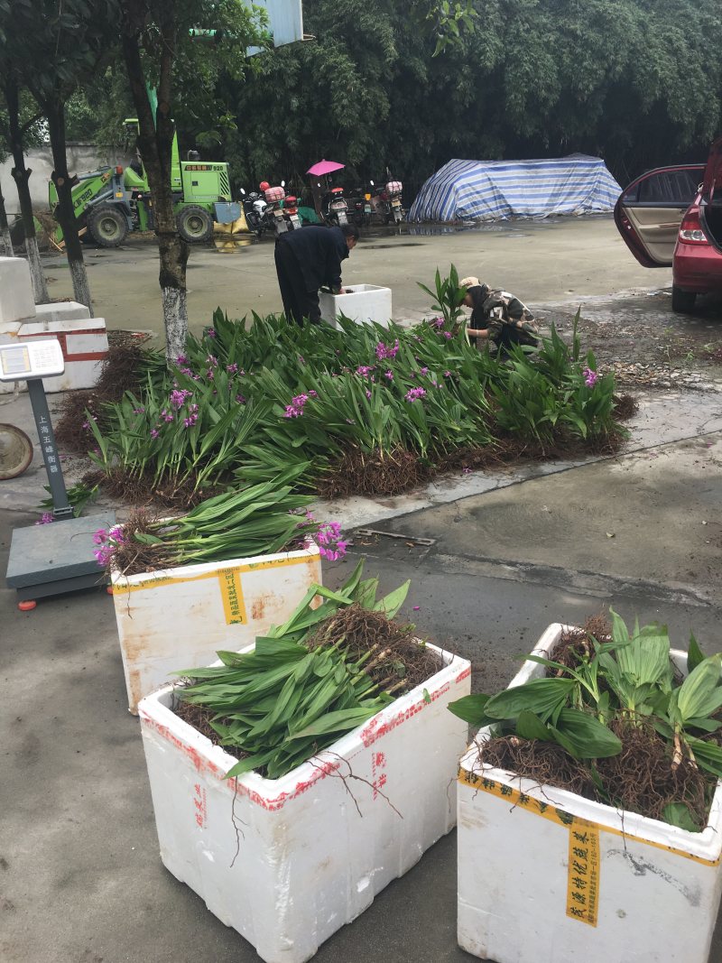 白芨块茎白芨种茎紫花三叉白芨小苗白芨大苗白芨种块