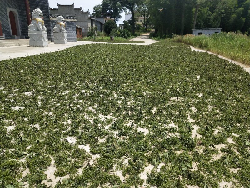 正宗江西中花高产吴茱萸苗，臭辣子苗，茶辣苗