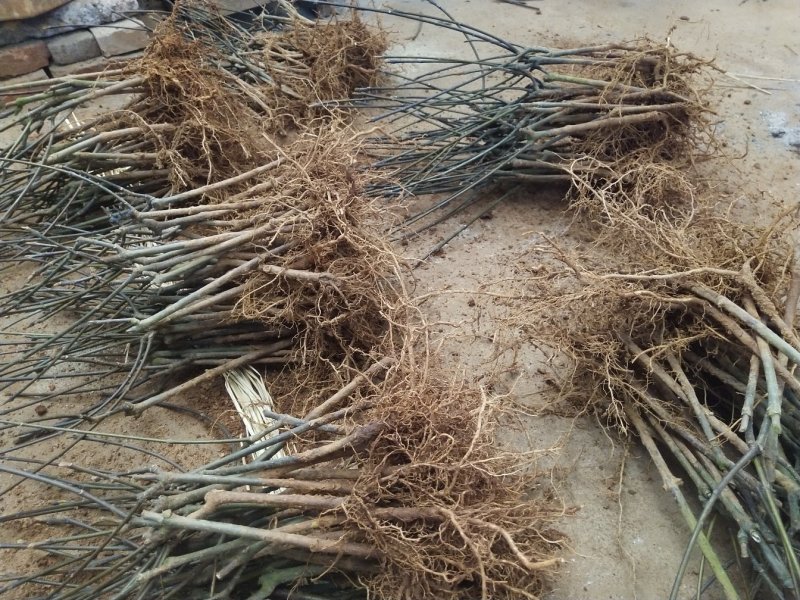 吴茱萸苗，江西樟树市高产中花吴茱萸苗，茶辣子苗