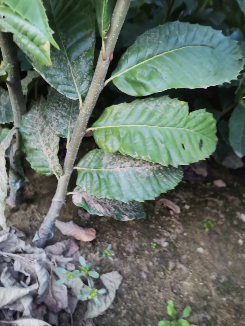 板栗苗，泰山板栗苗大红袍板栗大粒板栗