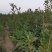 板栗苗，泰山板栗苗大红袍板栗大粒板栗