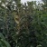 板栗苗，泰山板栗苗大红袍板栗大粒板栗