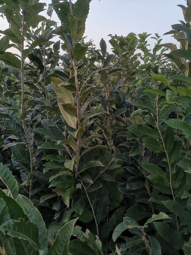 板栗苗，泰山板栗苗大红袍板栗大粒板栗