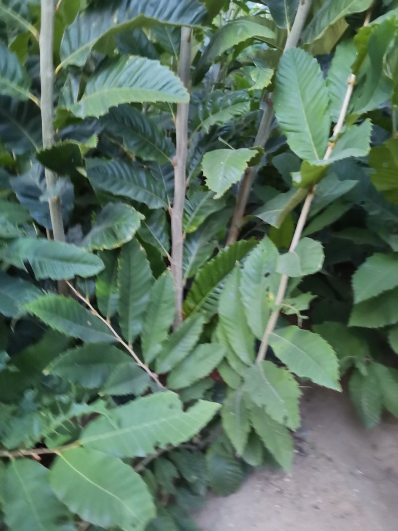 板栗苗，泰山板栗苗大红袍板栗大粒板栗