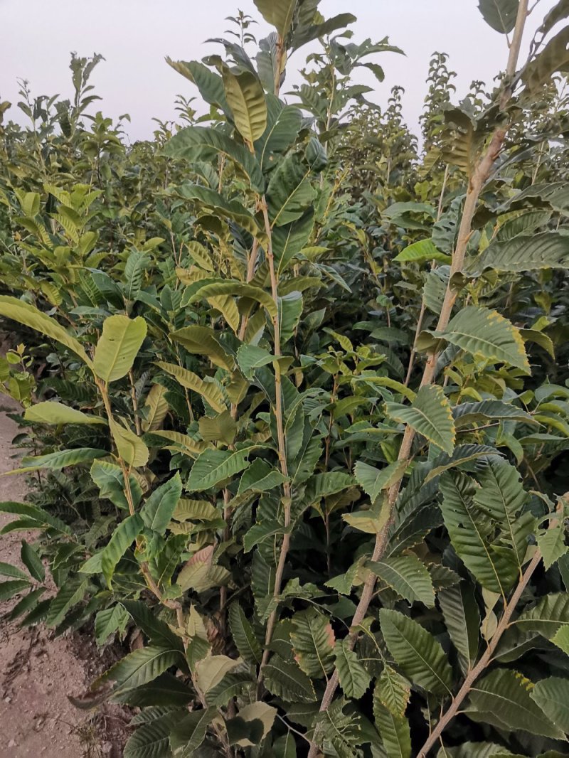 板栗苗，泰山板栗苗大红袍板栗大粒板栗