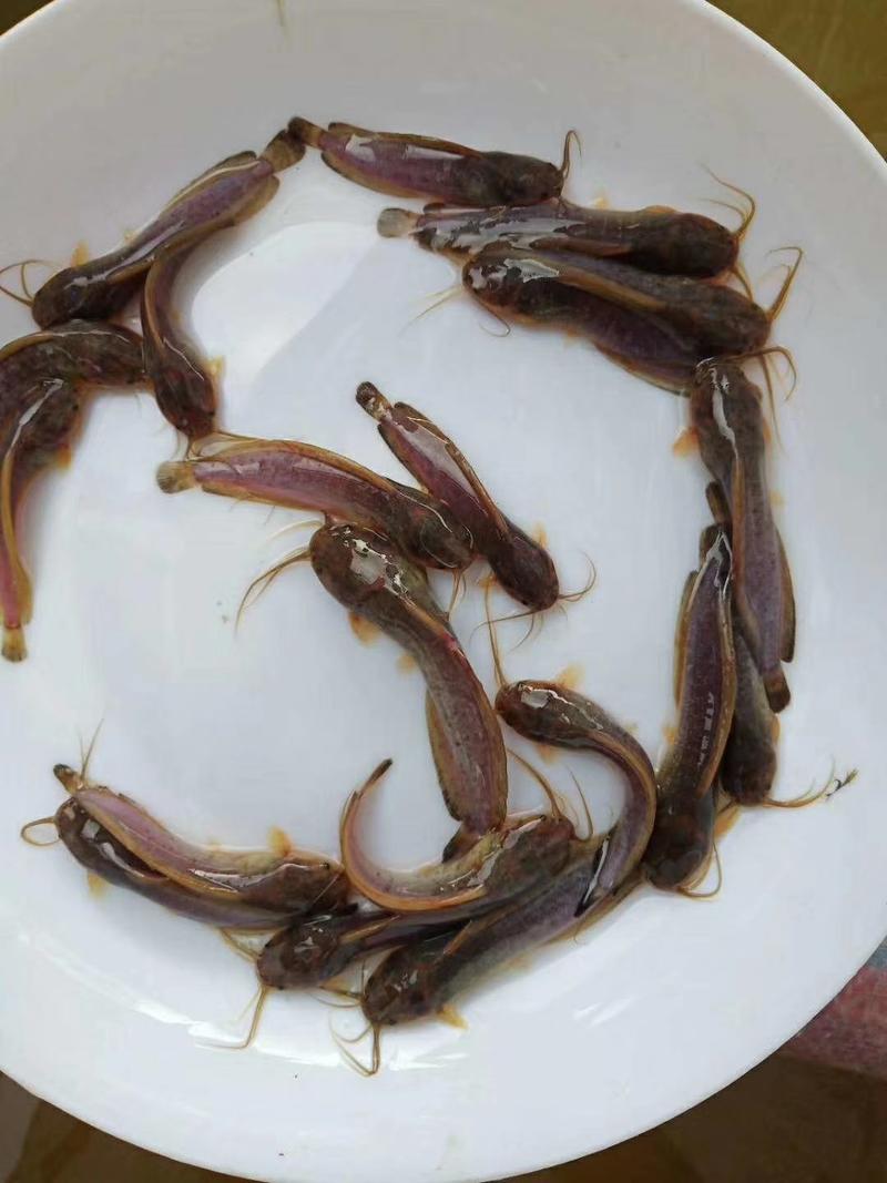 【产地发货】鲶鱼苗，本地三黄塘鲺鱼，塘角鱼，提供技术