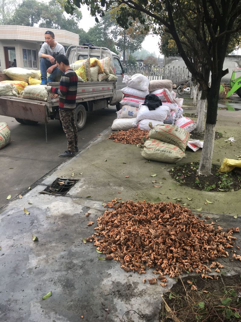 姜黄种姜黄种批发姜黄种苗批发川姜黄苗姜黄种植