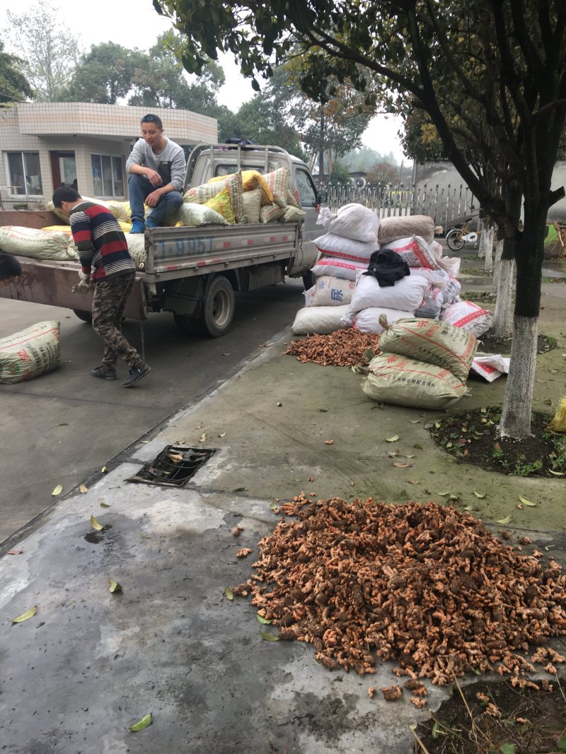 姜黄种姜黄种批发姜黄种苗批发川姜黄苗姜黄种植