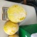 李苗黄金李黄金奈李苗市场畅销产品品种保证签订合同