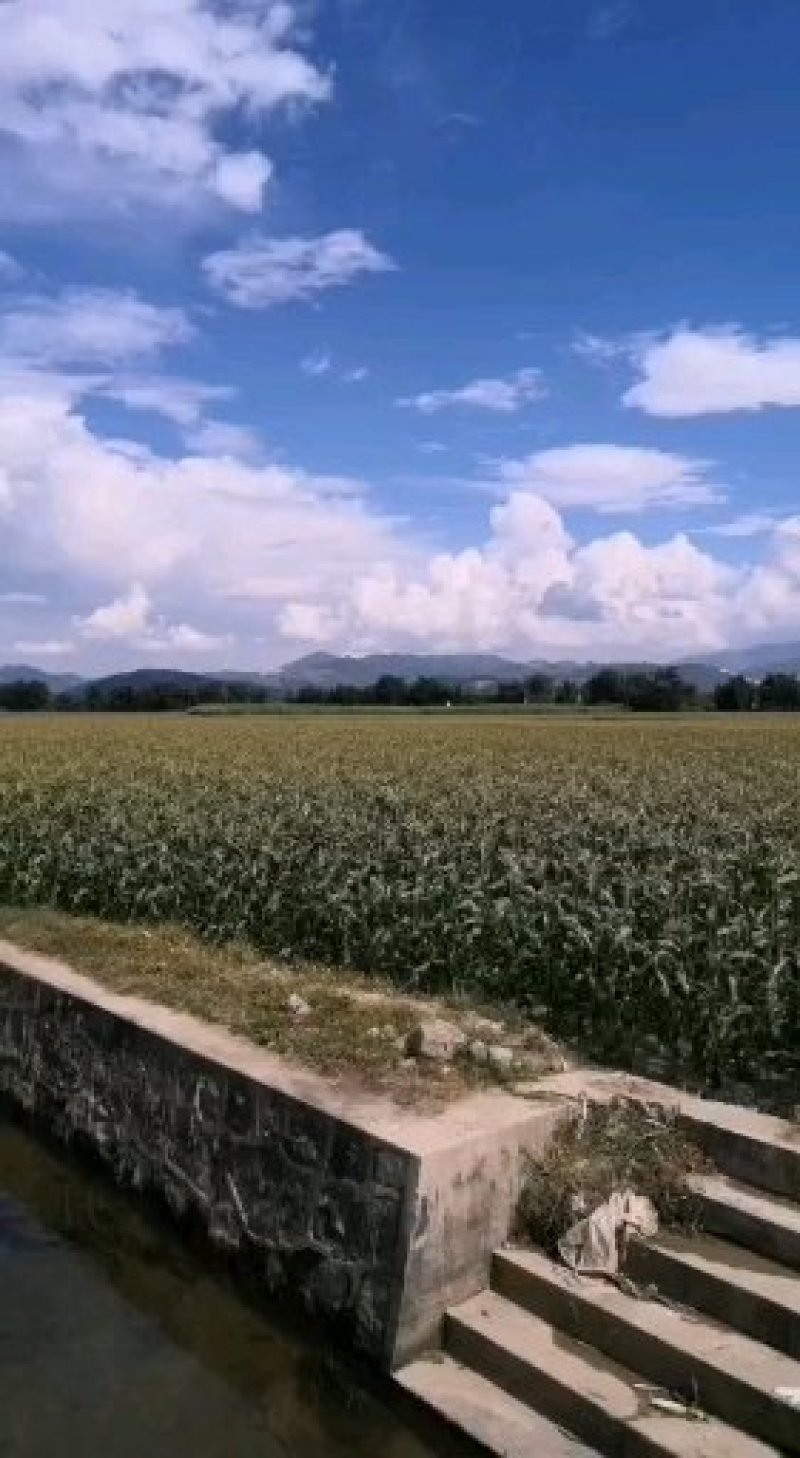 双手水果玉米单个重200-400k一件代发包售后
