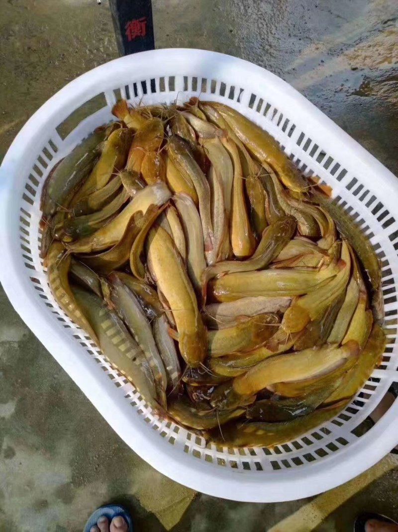 【产地发货】鲶鱼苗，本地三黄塘鲺鱼，塘角鱼，提供技术