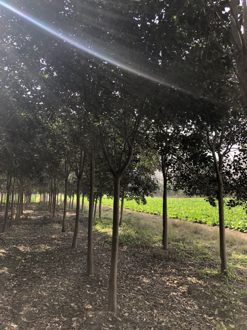 高杆女贞大叶女贞生产基地，规格齐全，欢迎垂询！