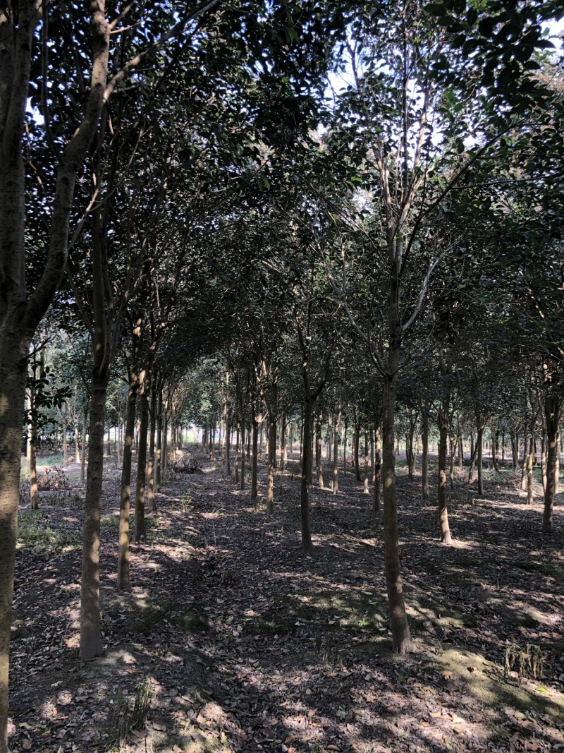 高杆女贞大叶女贞生产基地，规格齐全，欢迎垂询！