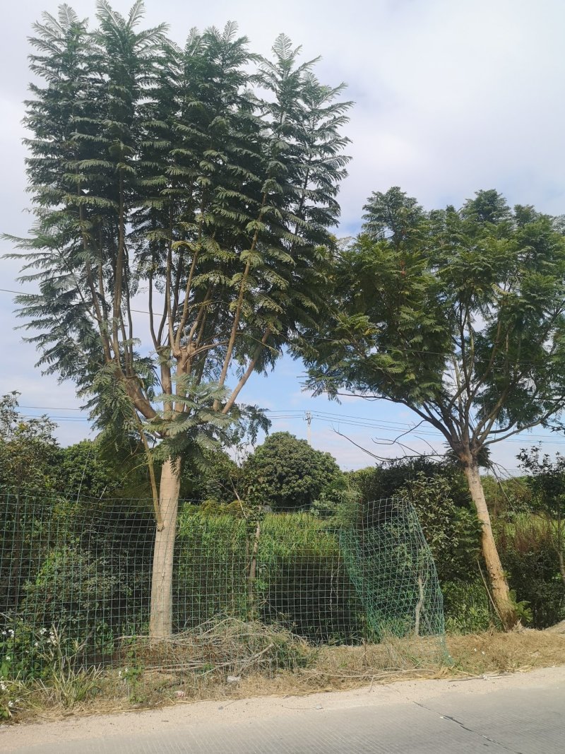 蓝花楹（地苗，移植苗），福建自家基地直销，一手货源