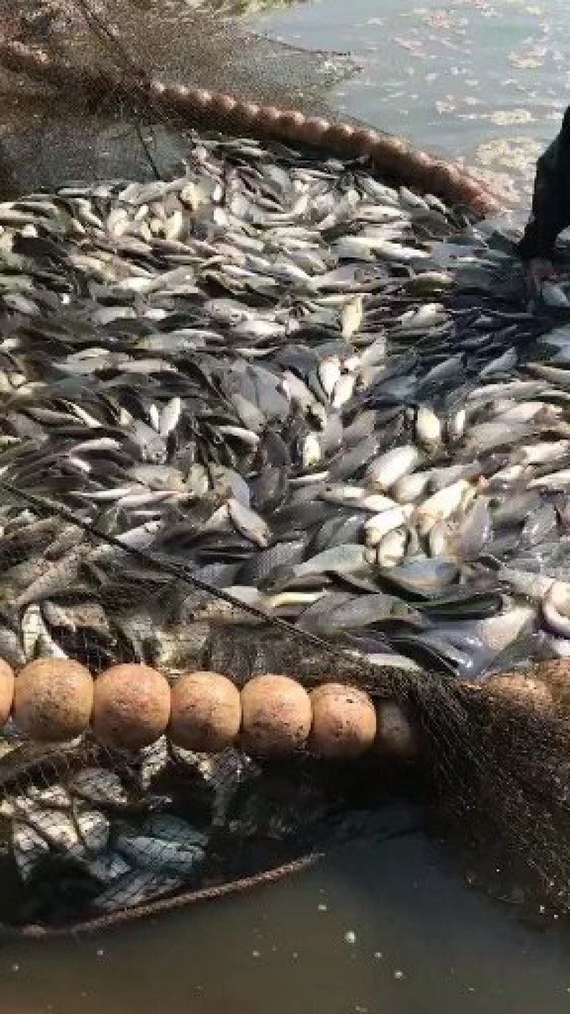 5公分至15公分草鱼苗正宗广草提供技术指导规格齐全