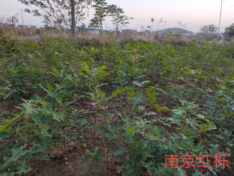 娜塔栎小苗50～100公分优质娜塔栎当年苗供应