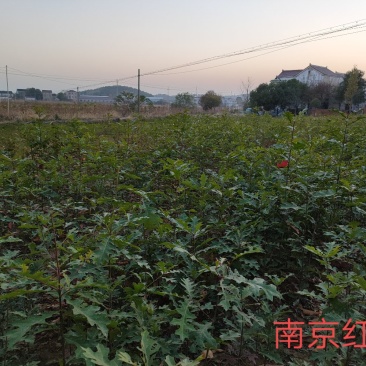 娜塔栎小苗50～100公分优质娜塔栎当年苗供应