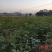 娜塔栎小苗50～100公分优质娜塔栎当年苗供应