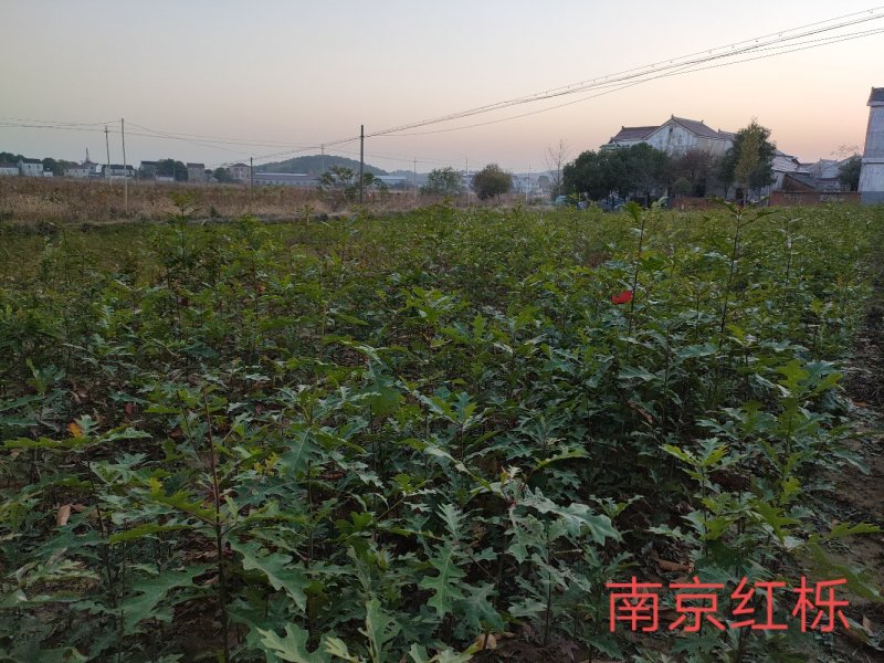 娜塔栎小苗50～100公分优质娜塔栎当年苗供应