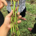 川芎川芎苓子川芎种植川芎苓子