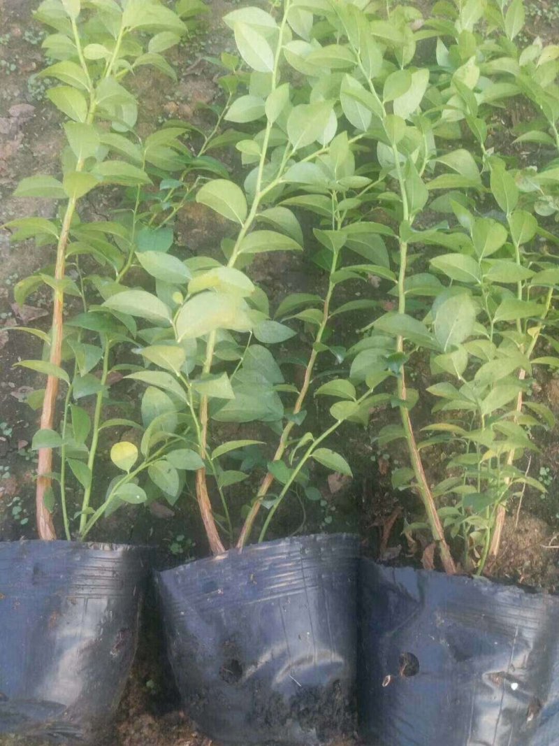 基地直销蓝莓苗天后绿宝石莱克西薄雾蓝莓苗品种包成活