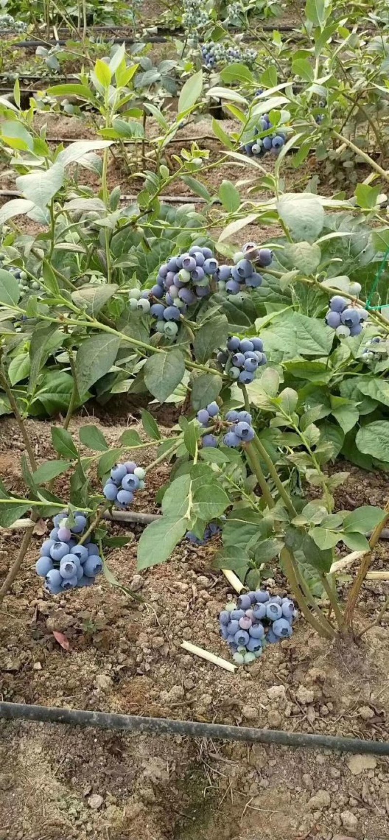 基地直销蓝莓苗天后绿宝石莱克西薄雾蓝莓苗品种包成活
