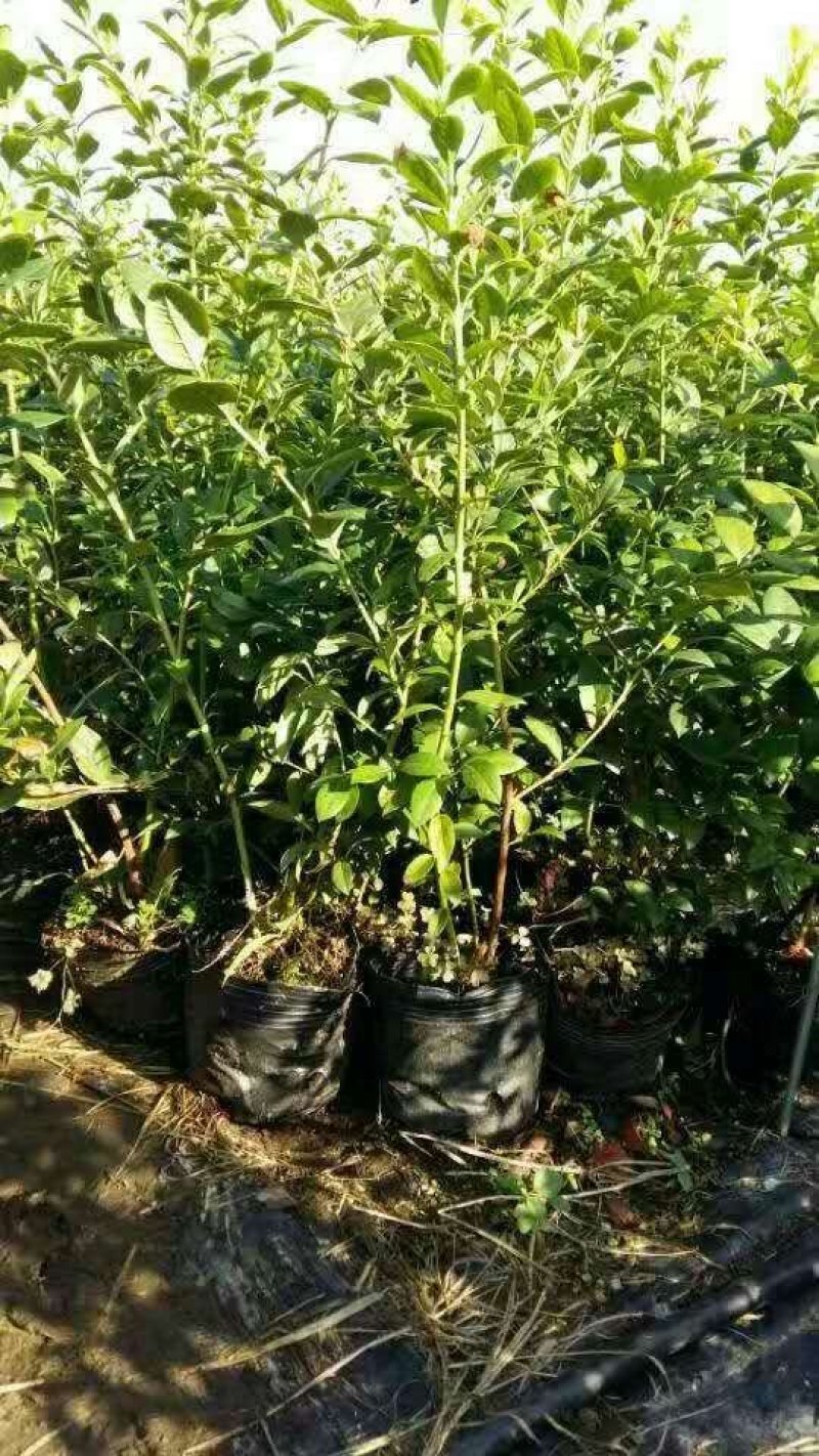 基地直销蓝莓苗天后绿宝石莱克西薄雾蓝莓苗品种包成活