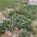 基地直销蓝莓苗天后绿宝石莱克西薄雾蓝莓苗品种包成活