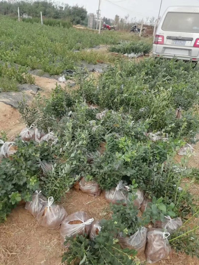基地直销蓝莓苗天后绿宝石莱克西薄雾蓝莓苗品种包成活