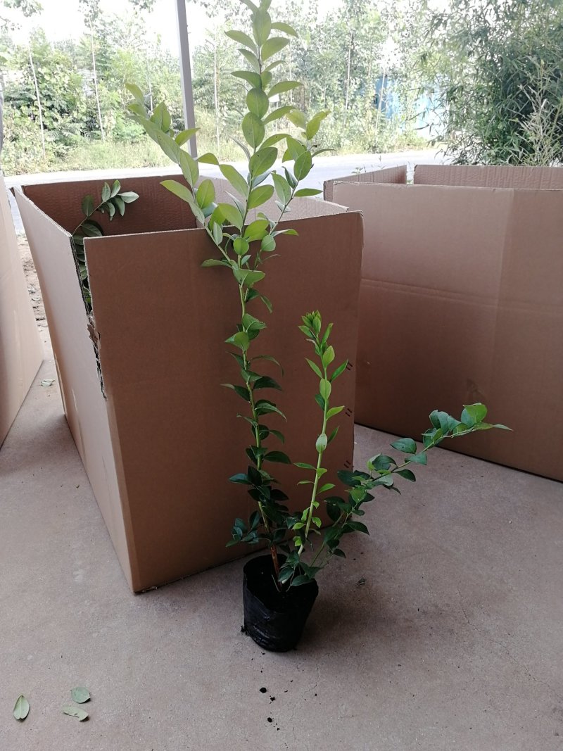 基地直销蓝莓苗天后绿宝石莱克西薄雾蓝莓苗品种包成活